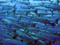 Huge shoal of barracudas by Gordana Zdjelar 